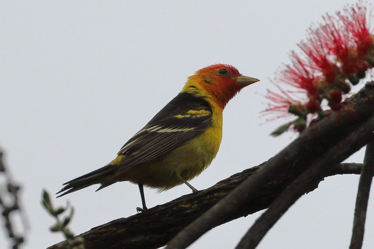 Western Tanager - ML619252864