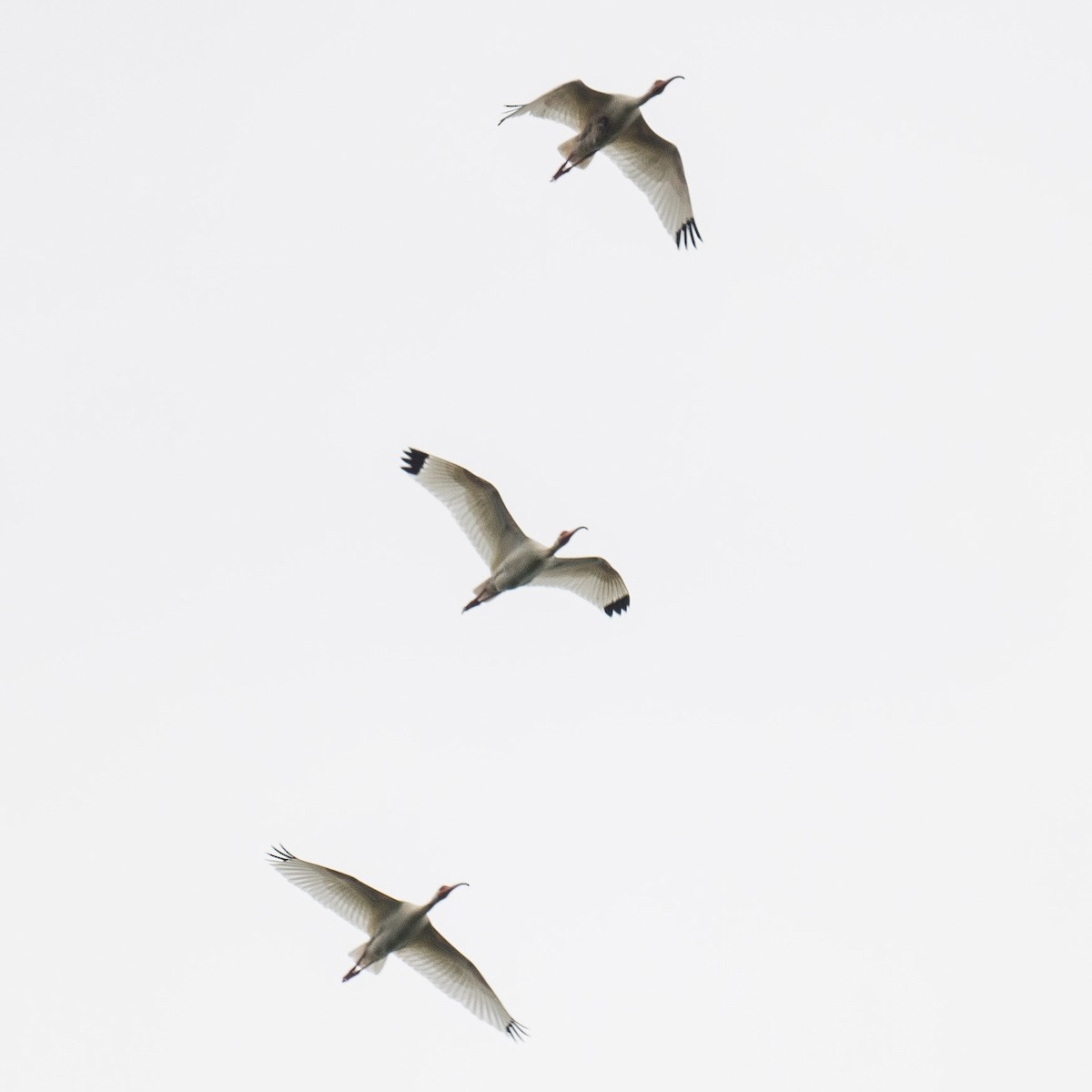 ibis bílý - ML619252876
