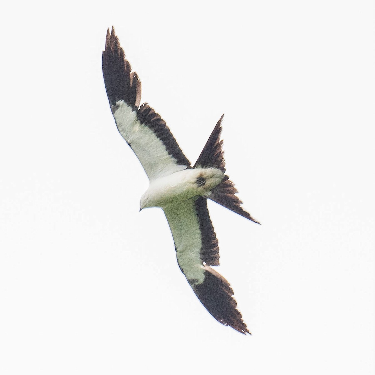 Swallow-tailed Kite - ML619252879