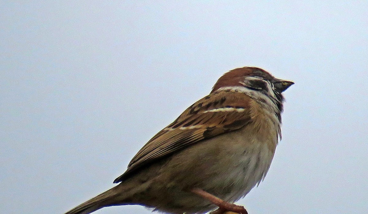 Eurasian Tree Sparrow - ML619252880