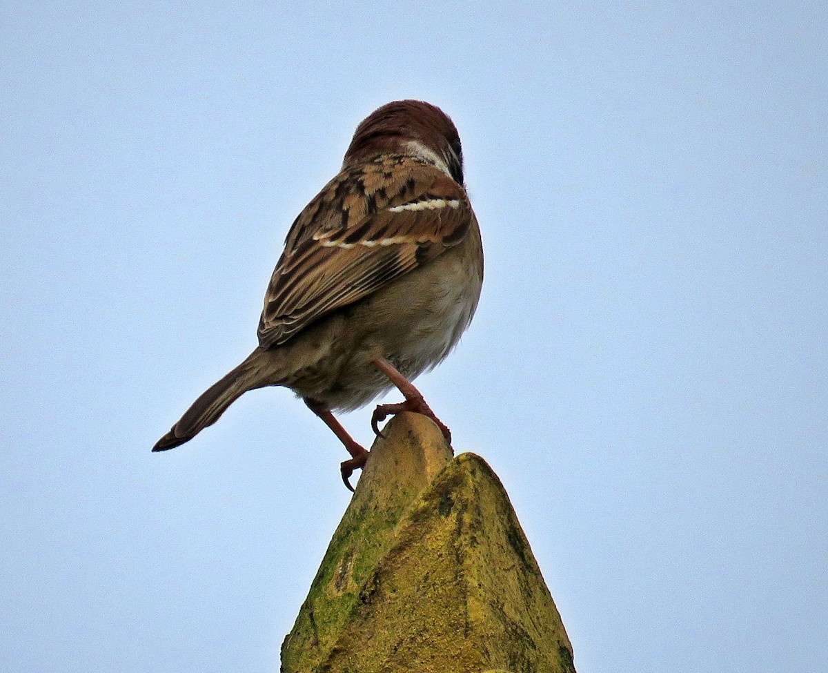 Eurasian Tree Sparrow - ML619252881