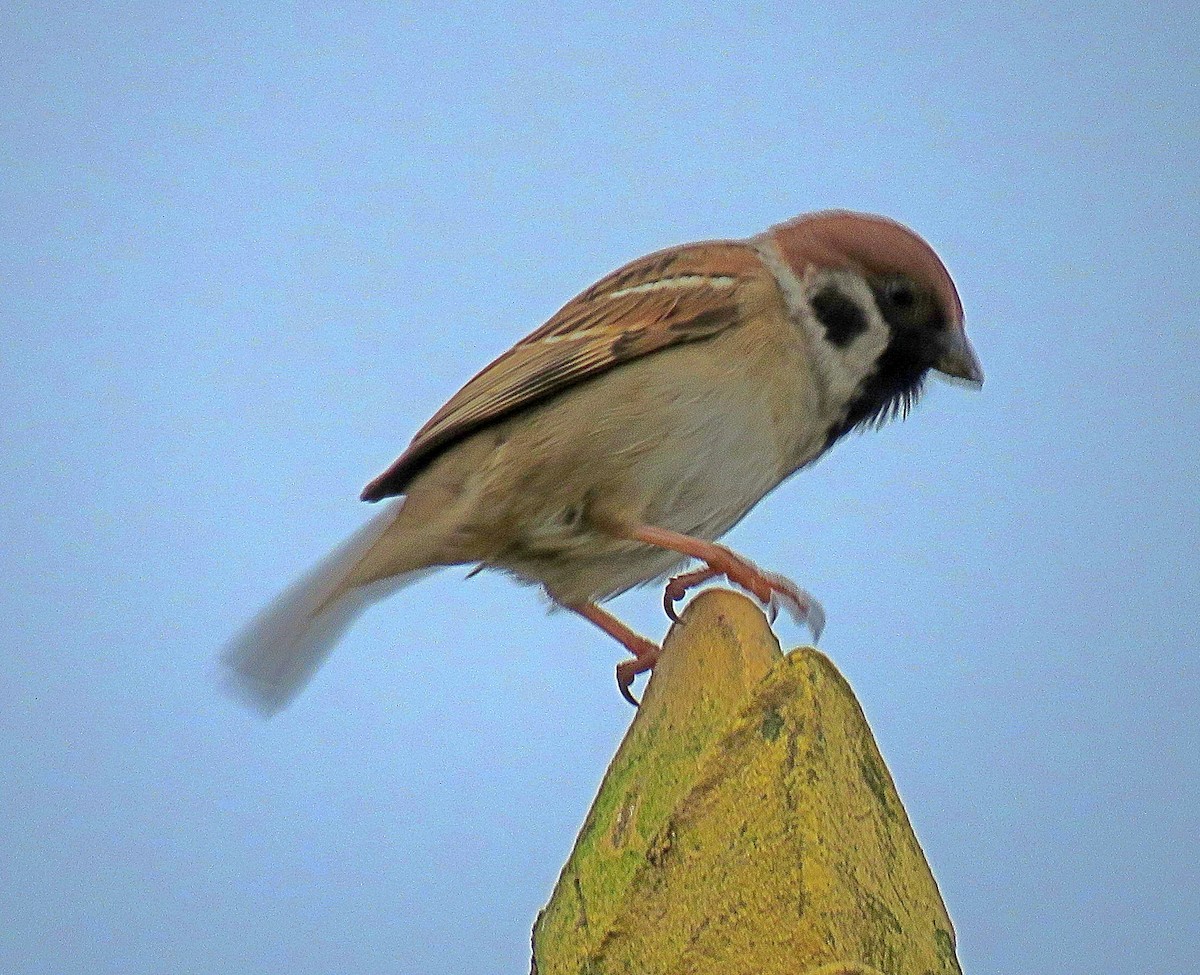 Eurasian Tree Sparrow - ML619252882