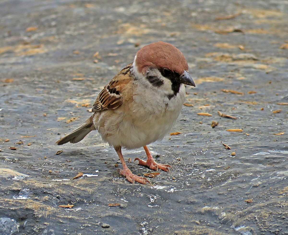 Eurasian Tree Sparrow - ML619252885