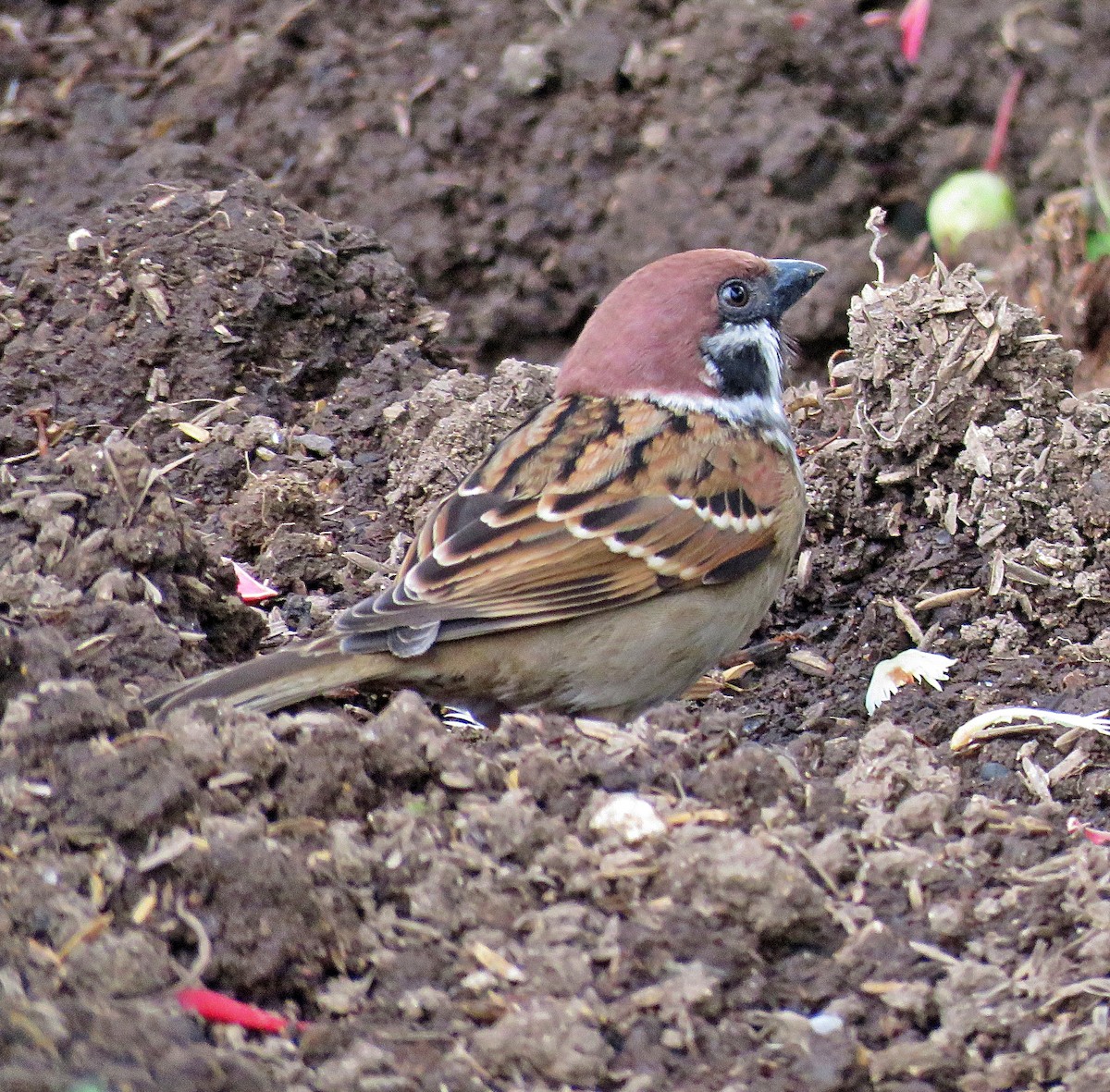 Eurasian Tree Sparrow - ML619252886