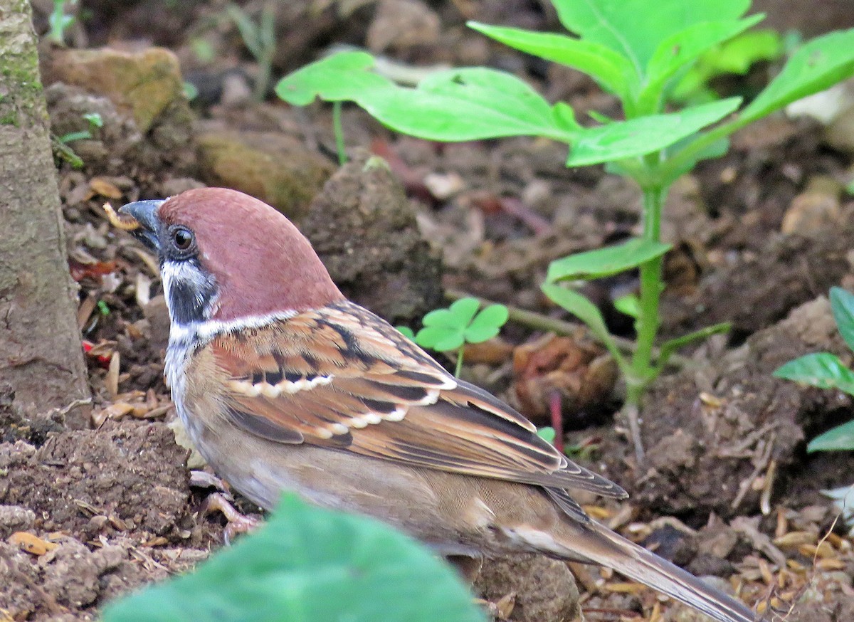 Eurasian Tree Sparrow - ML619252887