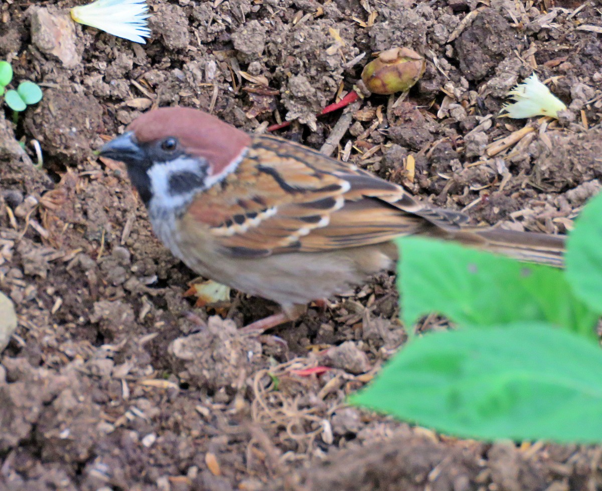 Eurasian Tree Sparrow - ML619252888