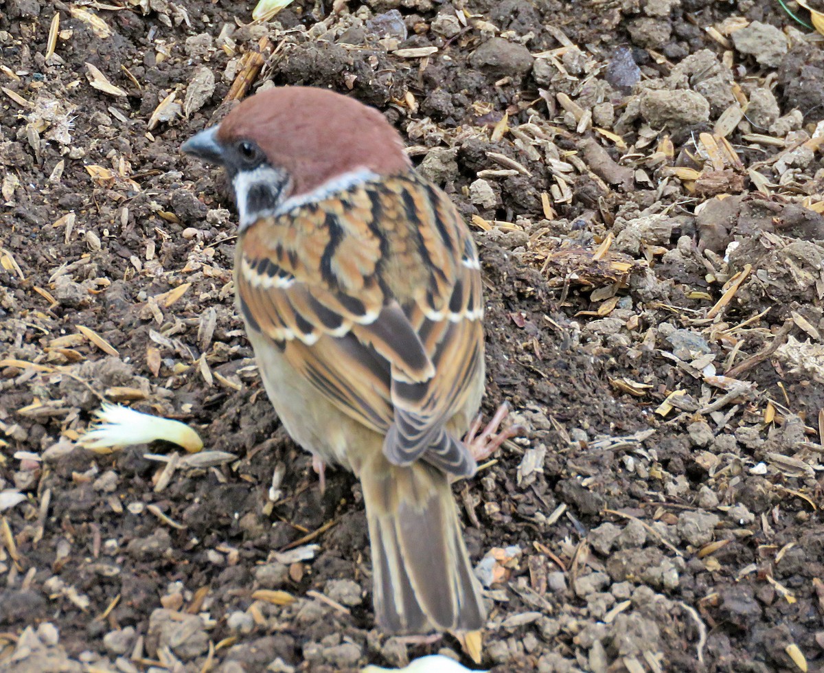 Eurasian Tree Sparrow - ML619252889