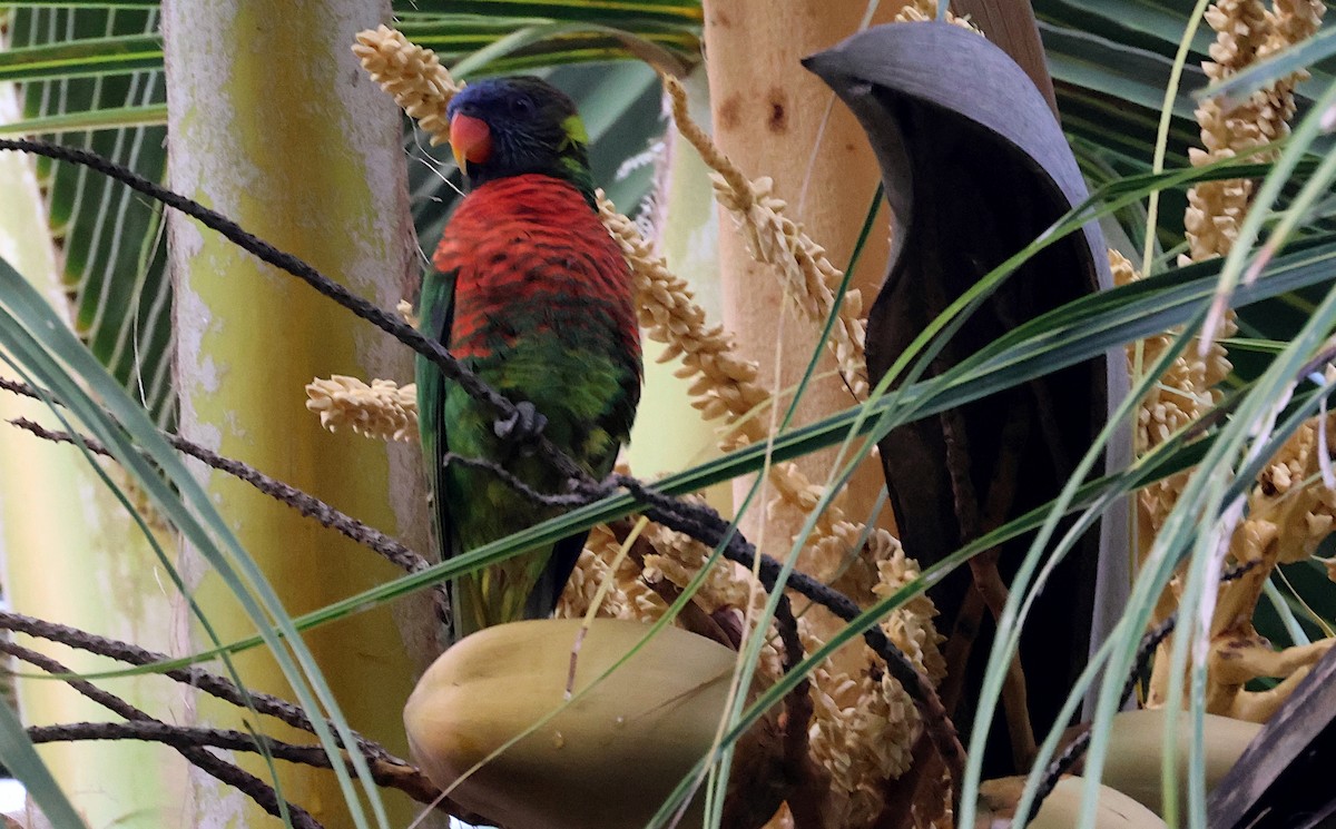 新幾內亞彩虹吸蜜鸚鵡 - ML619252909