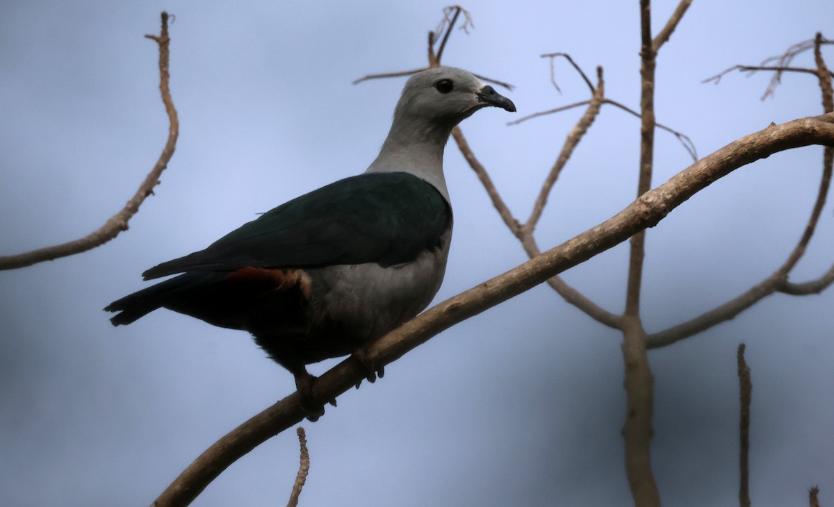 Pacific Imperial-Pigeon - ML619252938