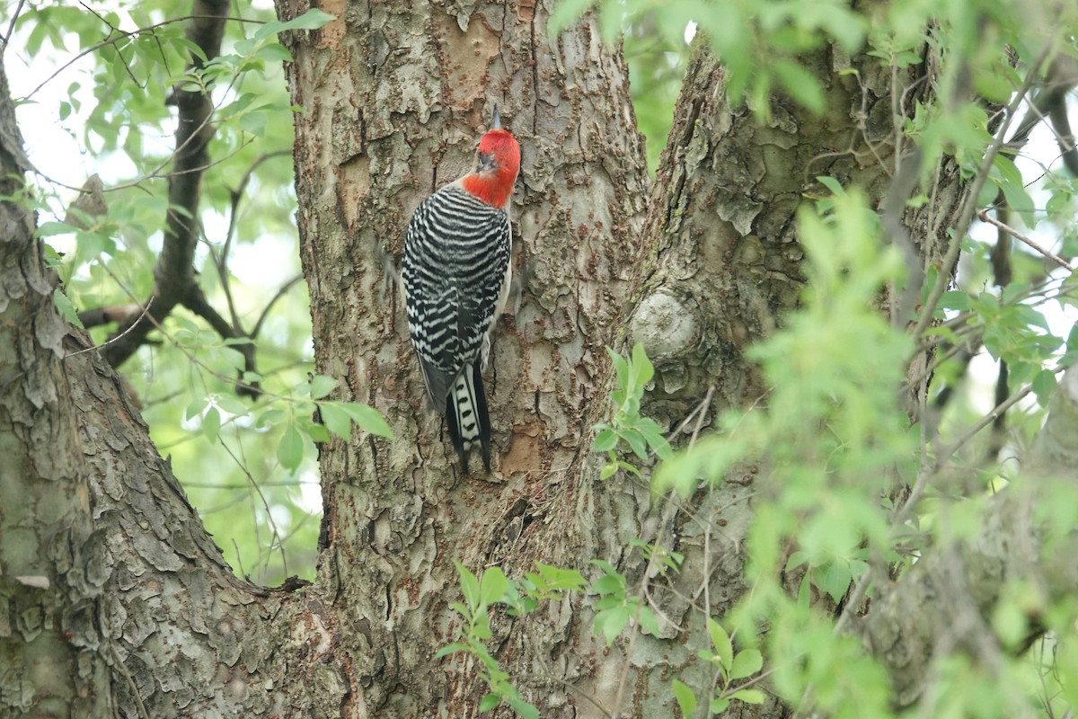 Red-bellied Woodpecker - ML619252943