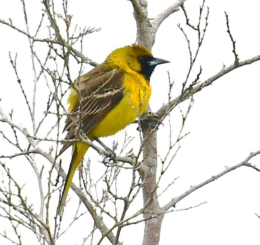 Orchard Oriole - ML619252959