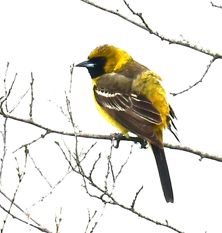 Orchard Oriole - ML619252964