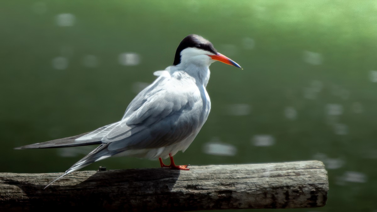 Common Tern - ML619252981