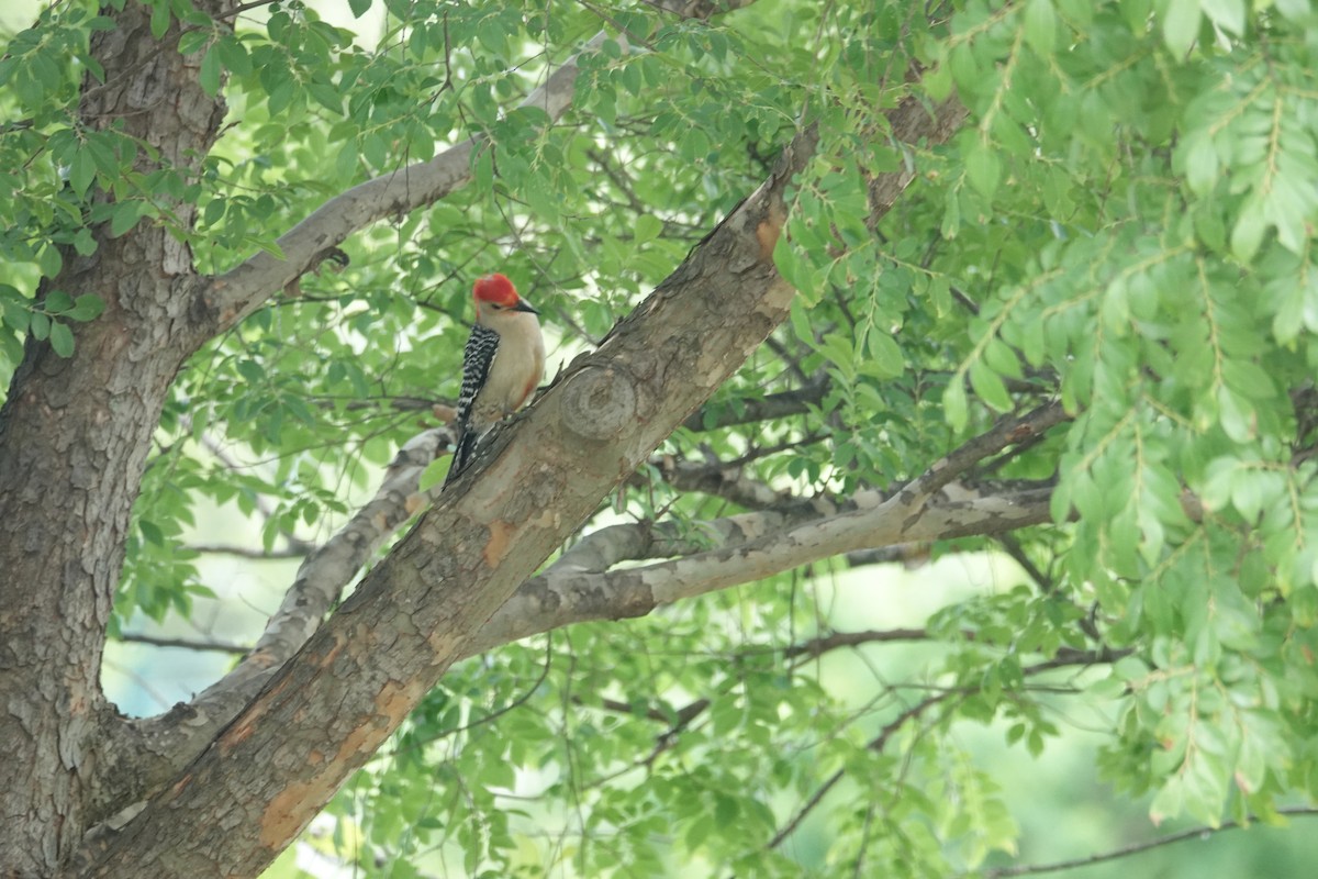 Red-bellied Woodpecker - ML619252986