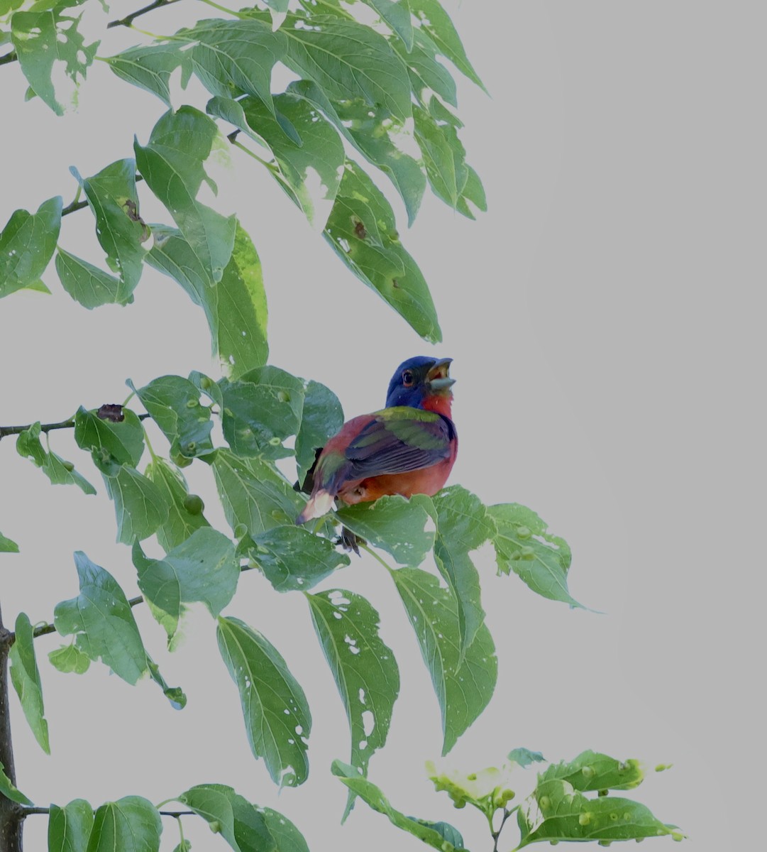 Painted Bunting - ML619253002
