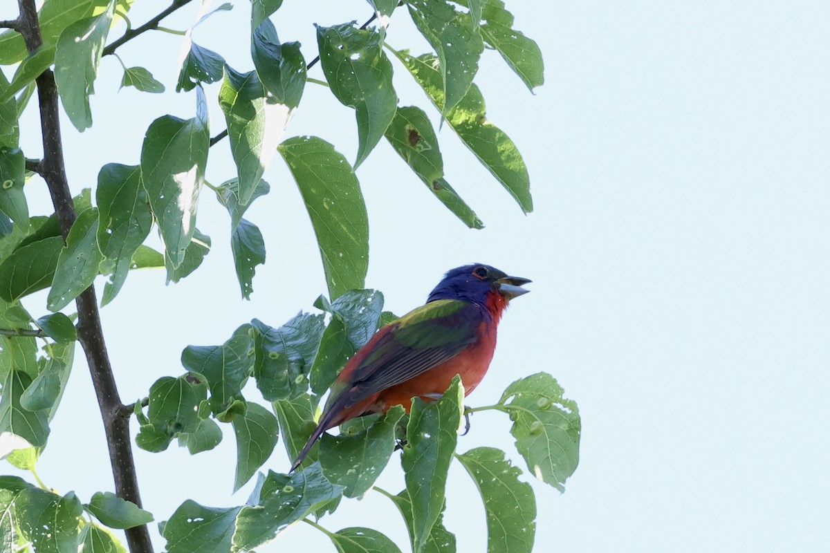 Painted Bunting - ML619253003