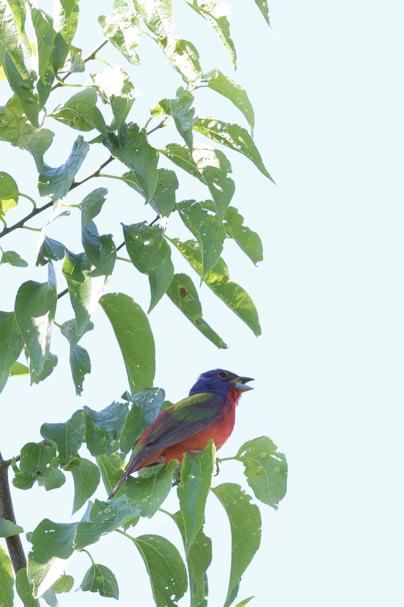 Painted Bunting - ML619253004