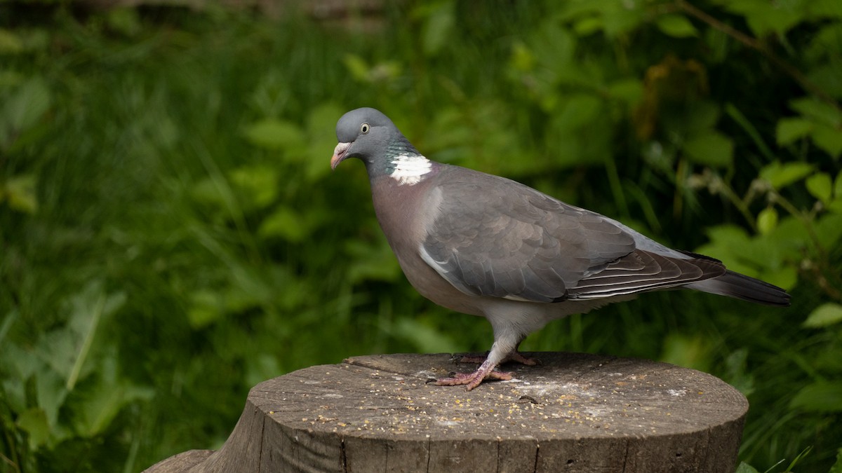 Common Wood-Pigeon - ML619253048