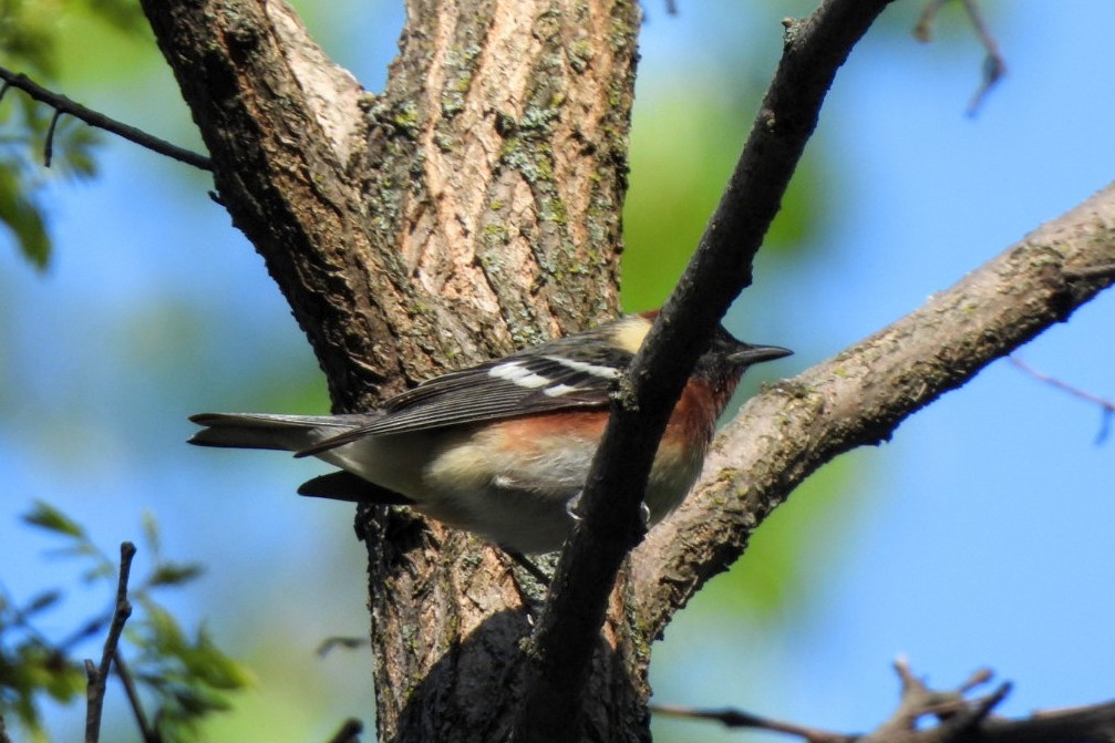 Bay-breasted Warbler - ML619253049
