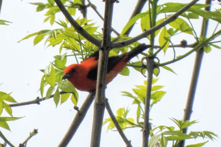 Scarlet Tanager - ML619253081