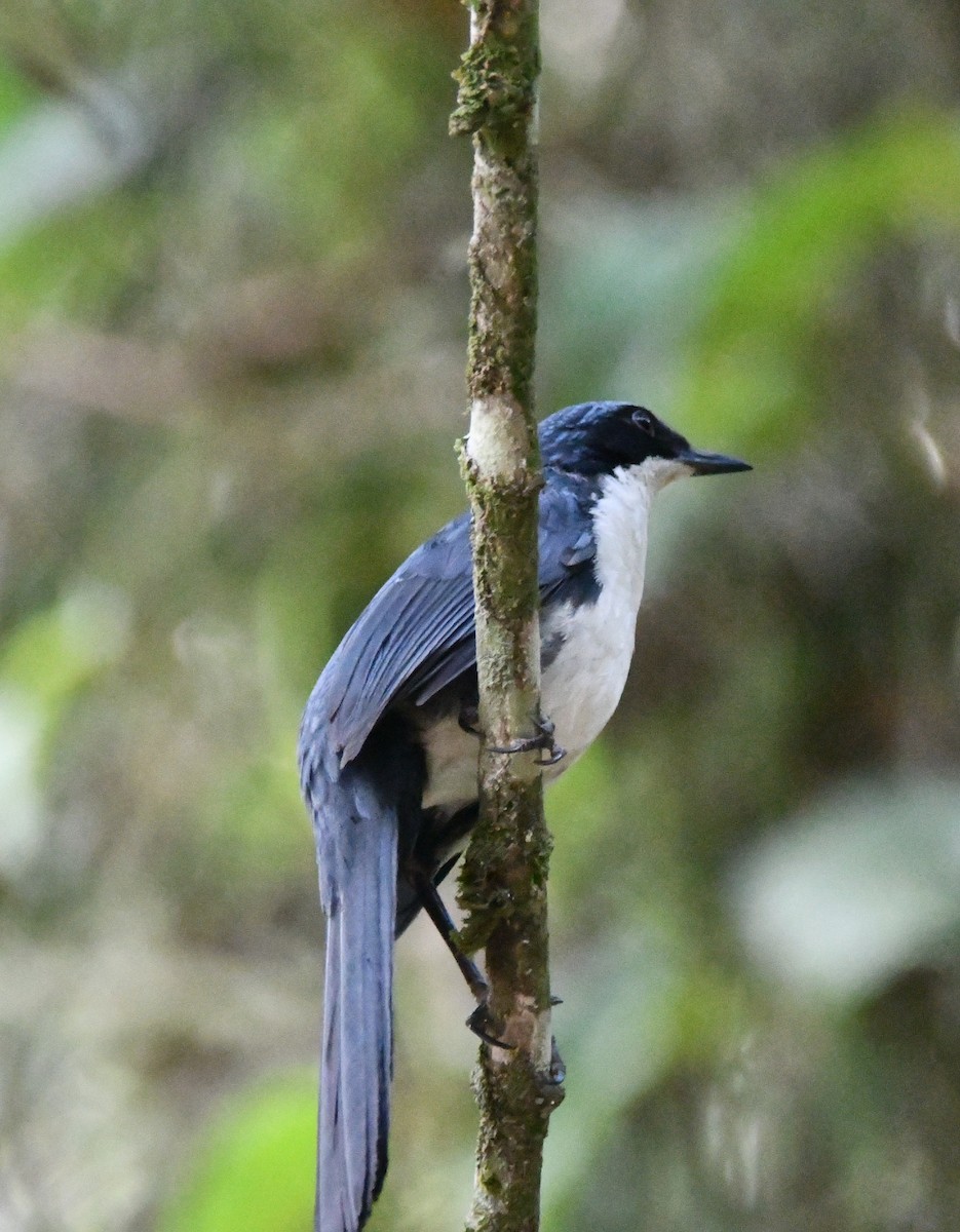 Blue-and-white Mockingbird - ML619253101