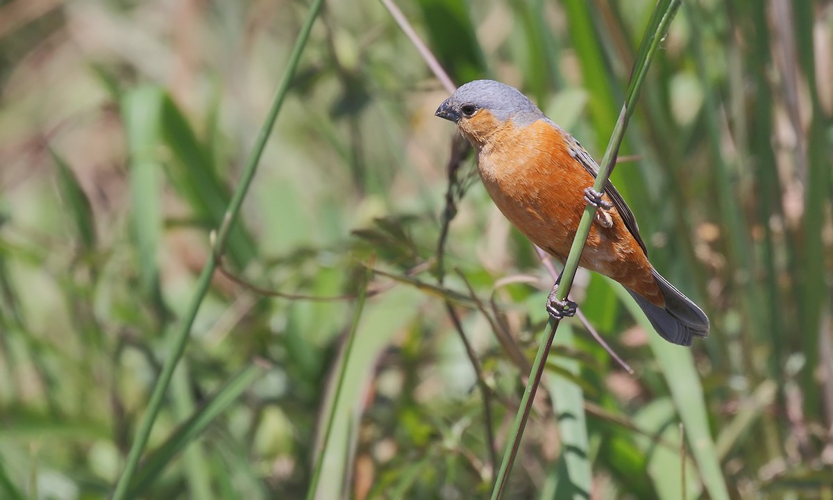 Tawny-bellied Seedeater - ML619253117
