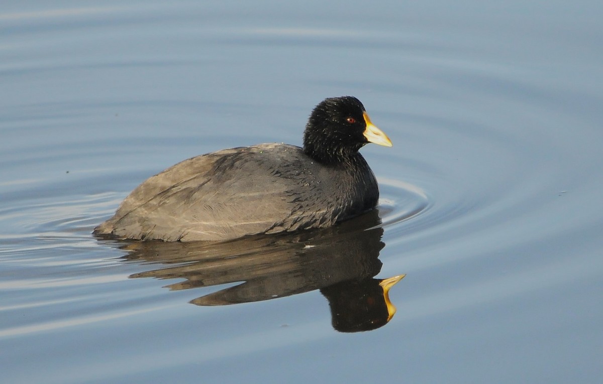 White-winged Coot - ML619253127