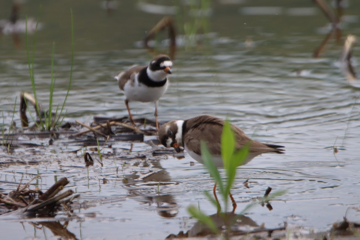 Semipalmated Plover - ML619253151
