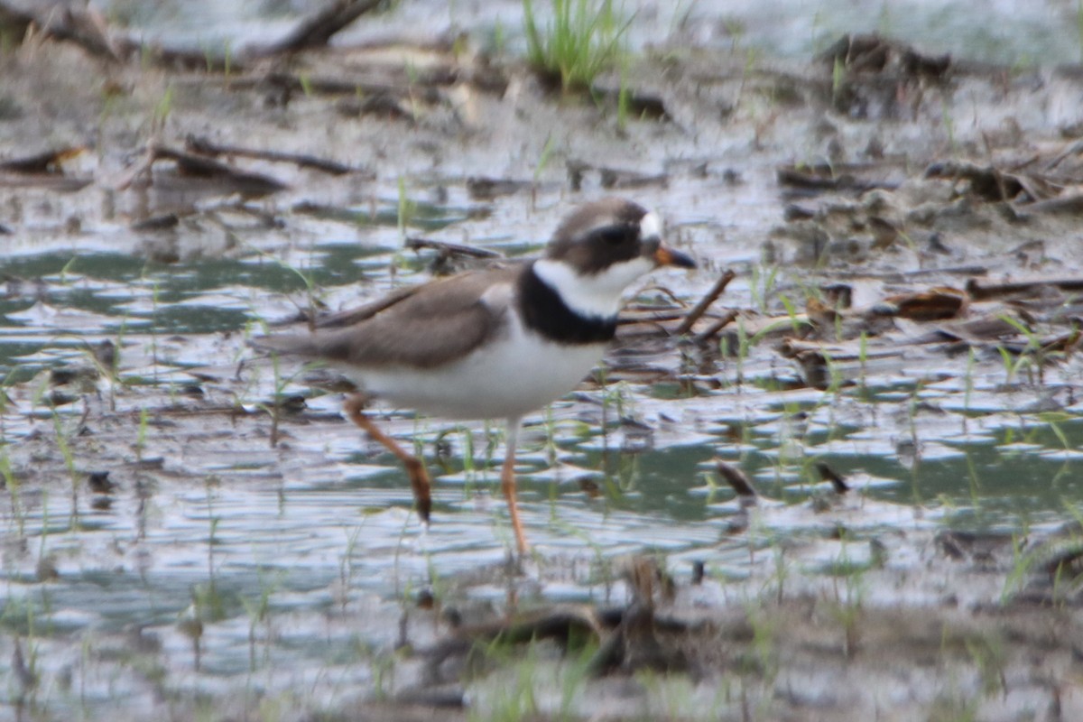 Semipalmated Plover - ML619253161