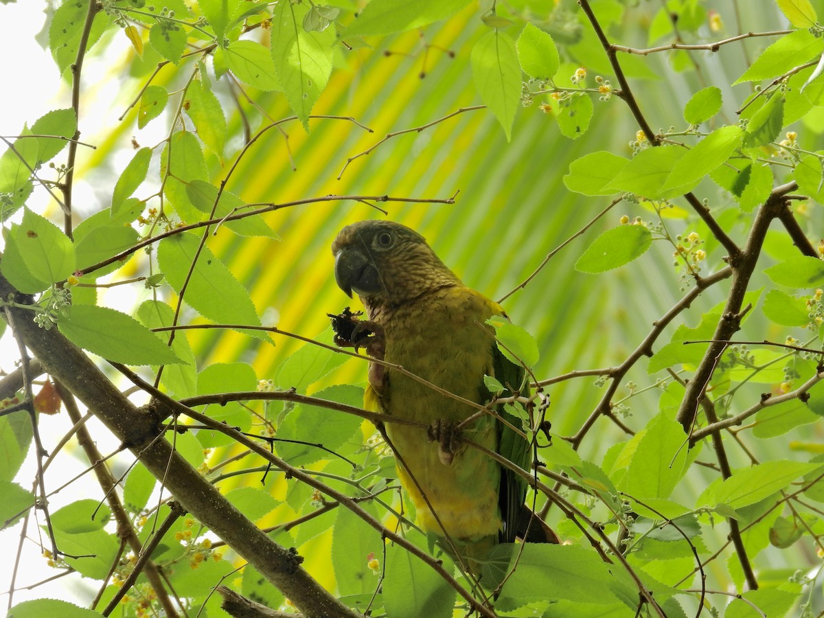 Brown-throated Parakeet - ML619253168