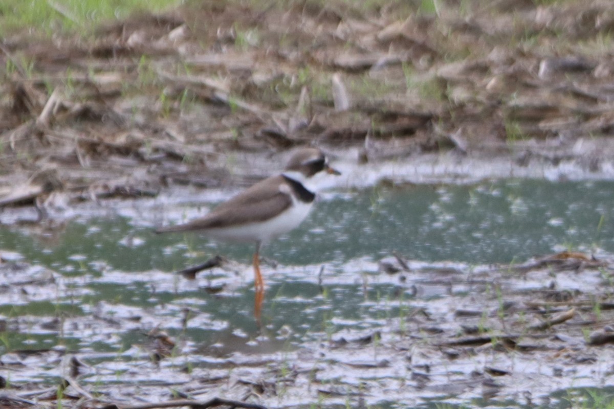 Semipalmated Plover - ML619253185