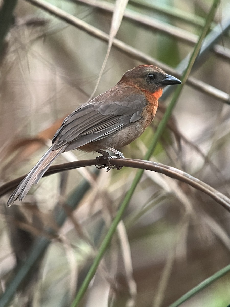 Red-throated Ant-Tanager - ML619253210