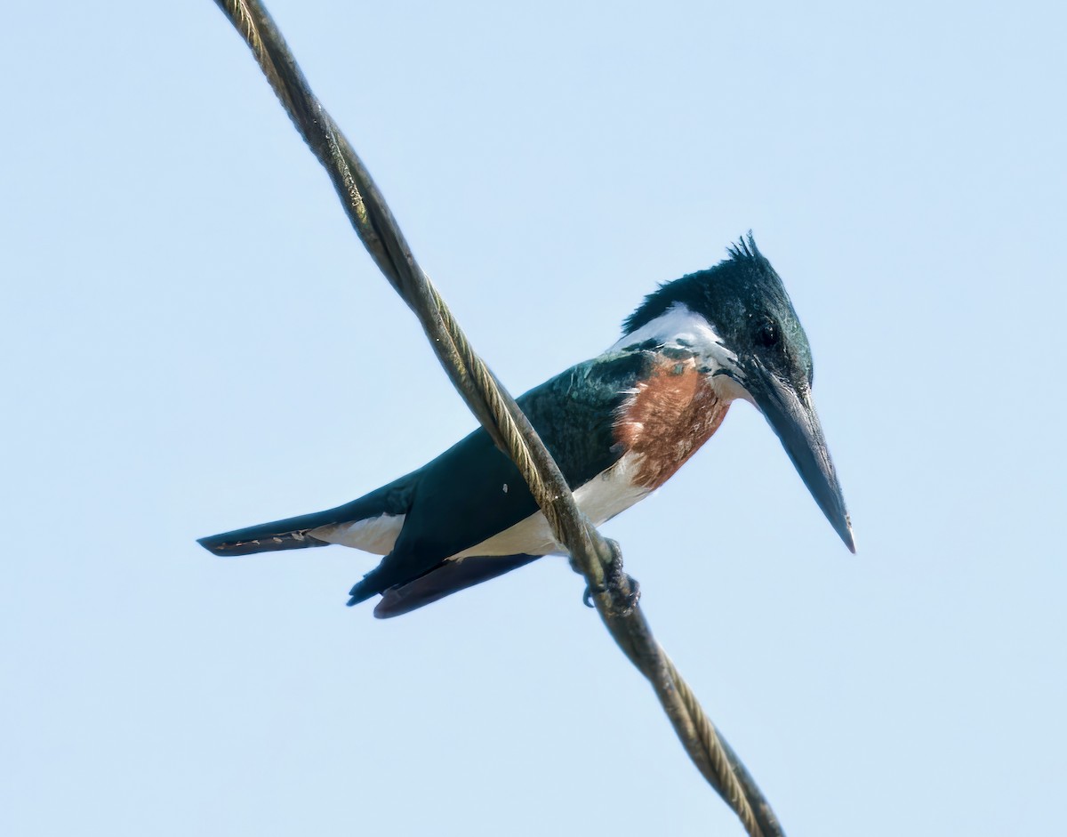 Amazon Kingfisher - ML619253216