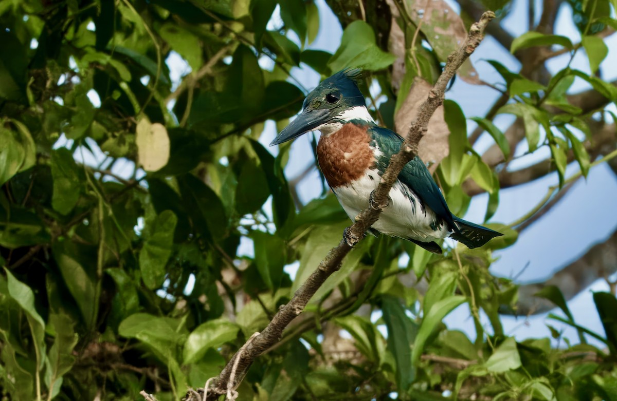 Amazon Kingfisher - ML619253218
