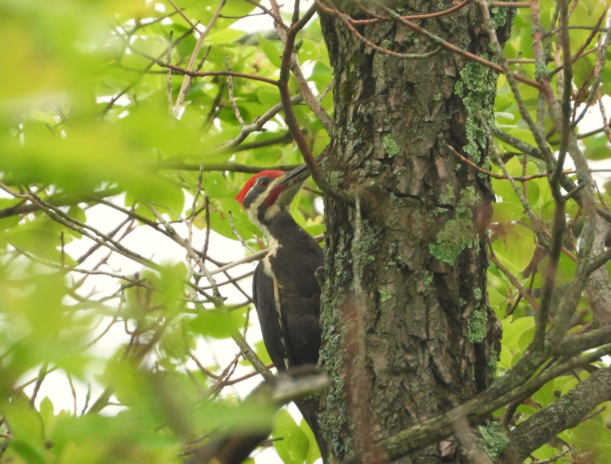 Pileated Woodpecker - ML619253285