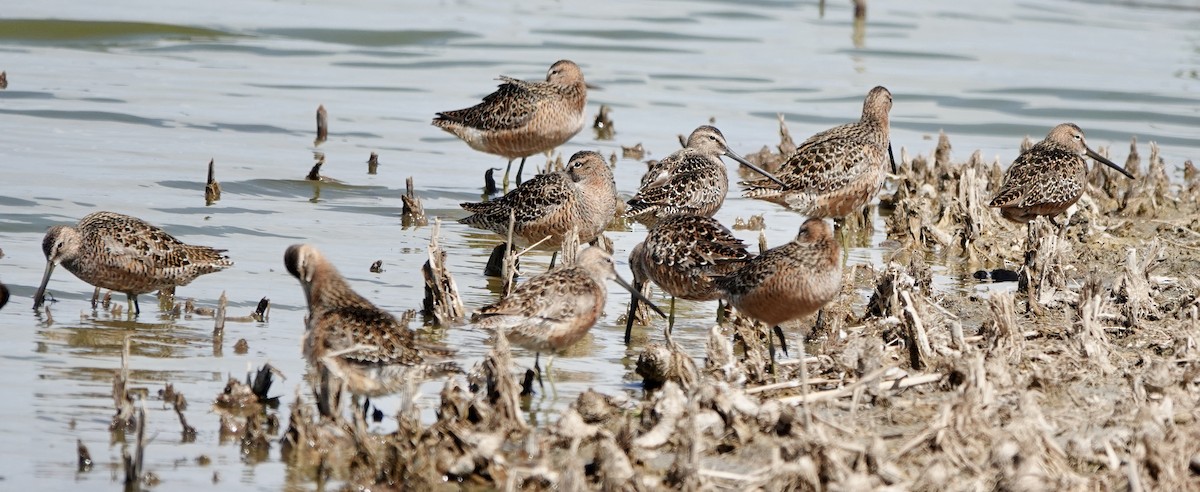 Long-billed Dowitcher - ML619253318