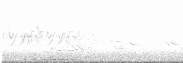 אנפית-גמדית אמריקנית - ML619253359