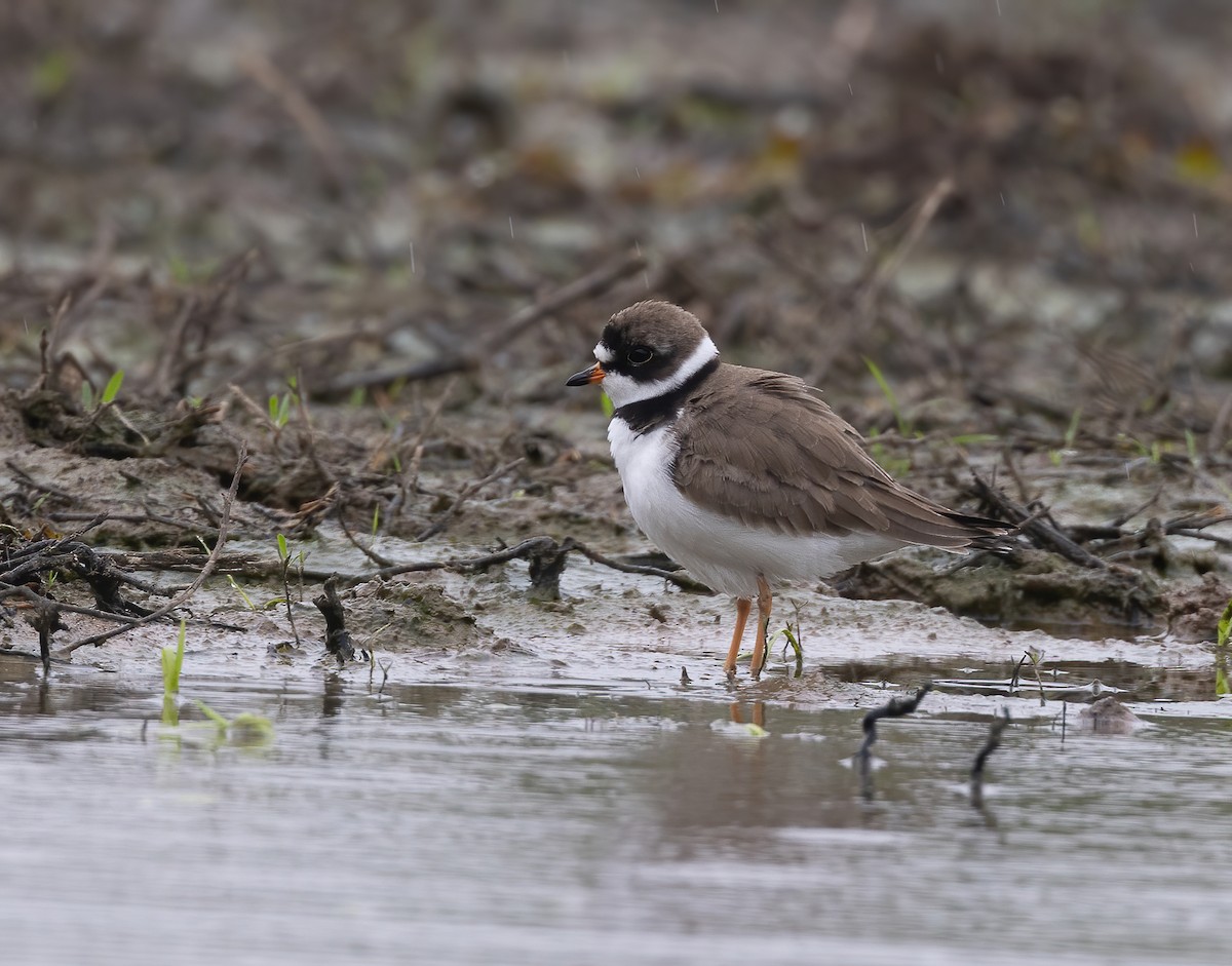 Semipalmated Plover - ML619253367