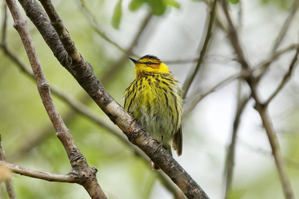 Cape May Warbler - ML619253383