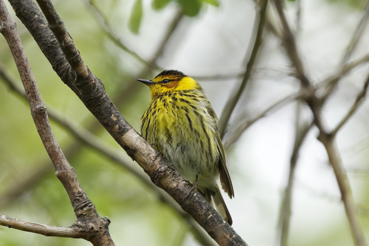 Cape May Warbler - ML619253385