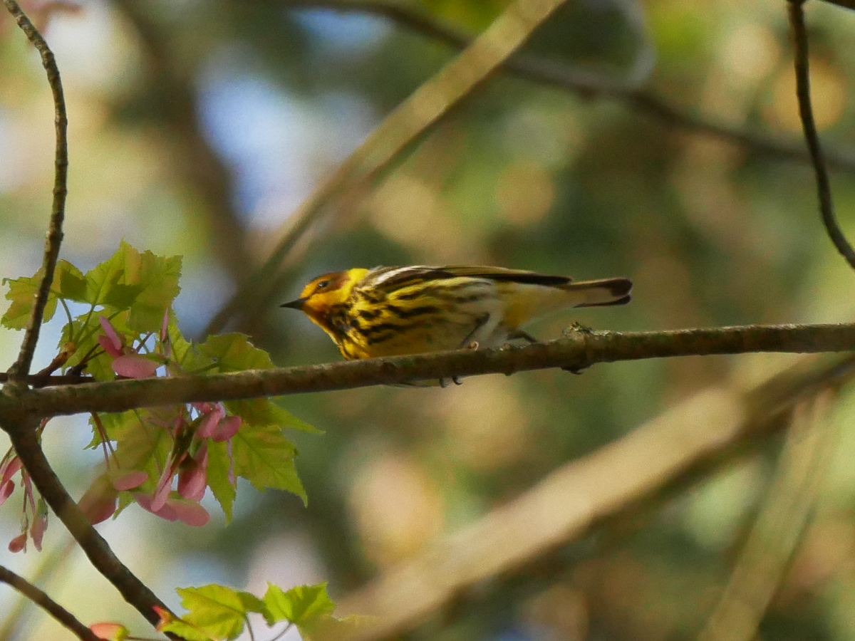 Cape May Warbler - ML619253395