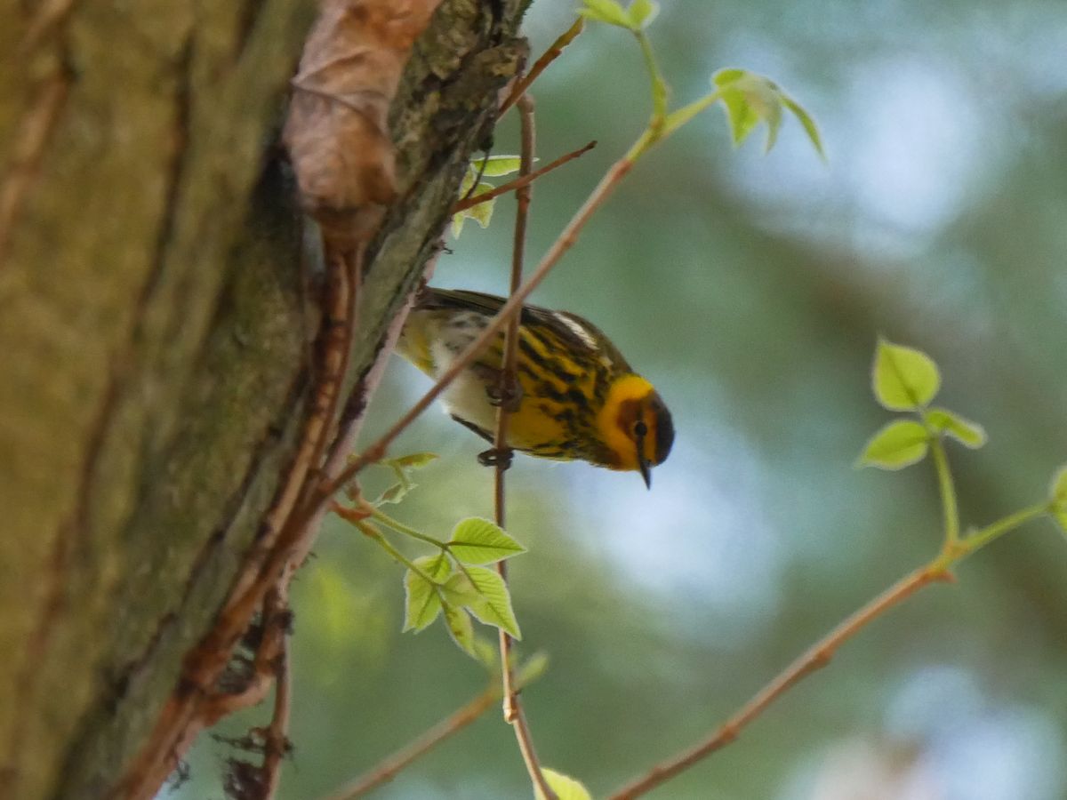 Cape May Warbler - ML619253396