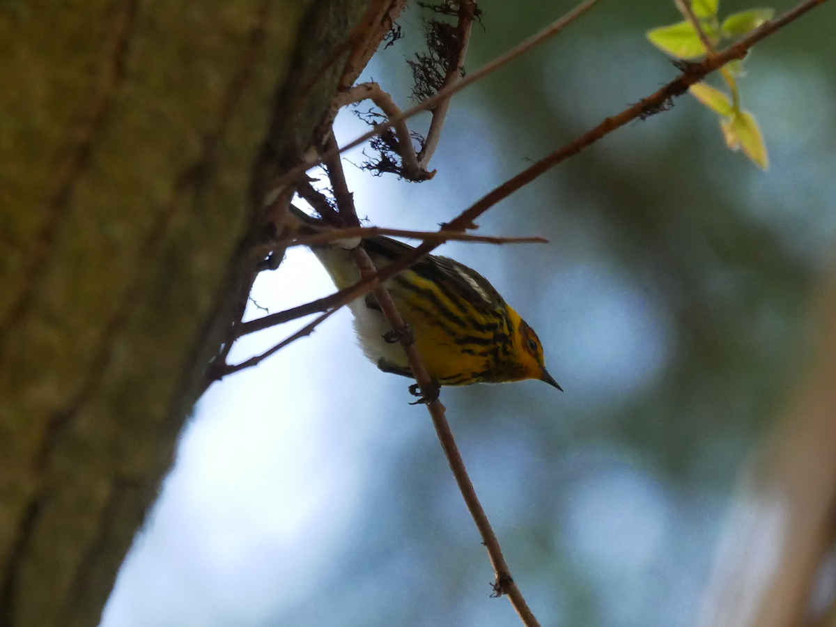 Cape May Warbler - ML619253397