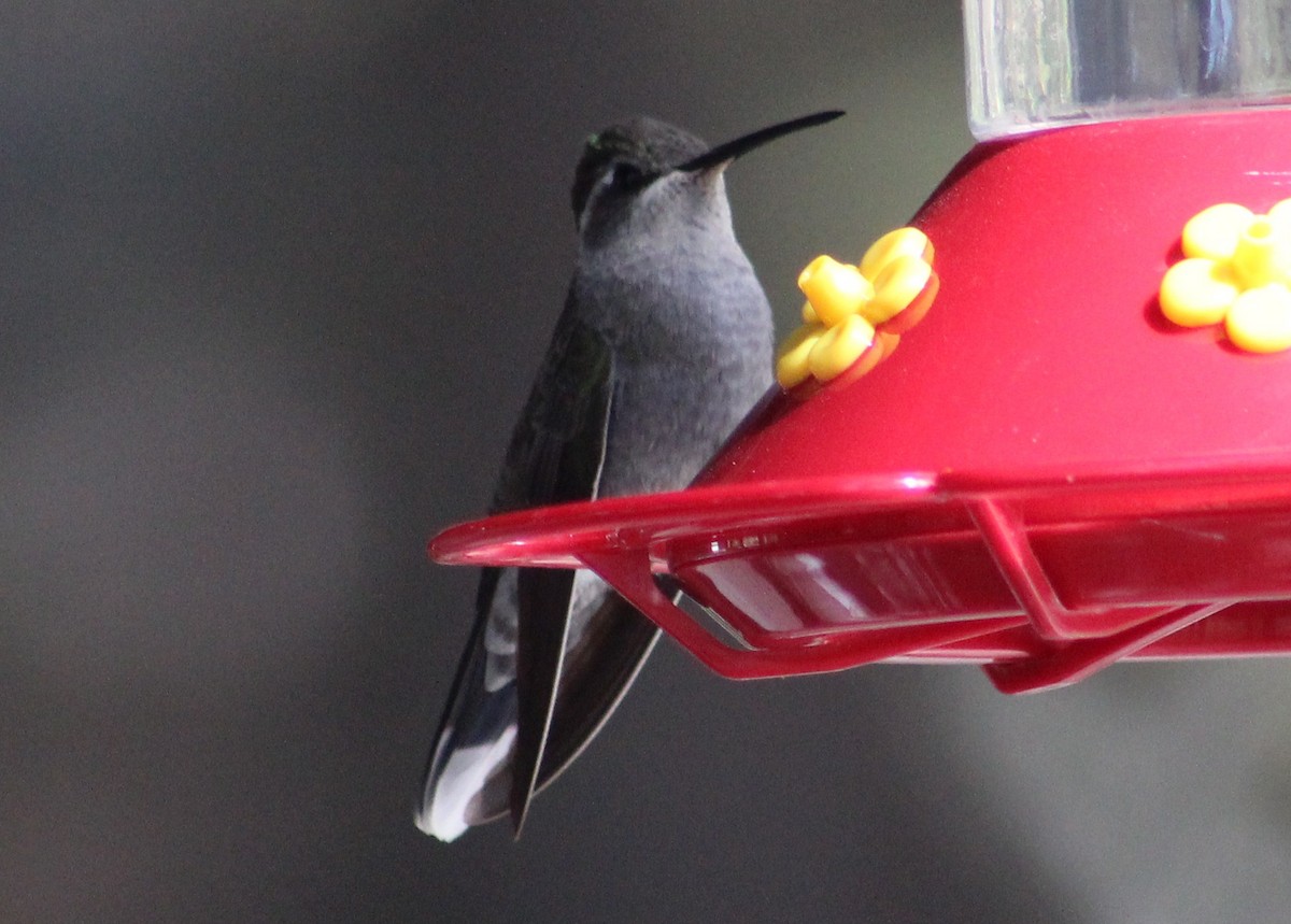 kolibřík blankytohrdlý - ML619253424