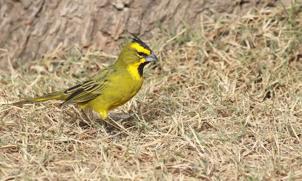 Yellow Cardinal - ML619253445