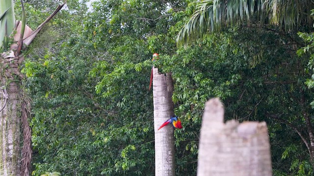 Scarlet Macaw - ML619253463