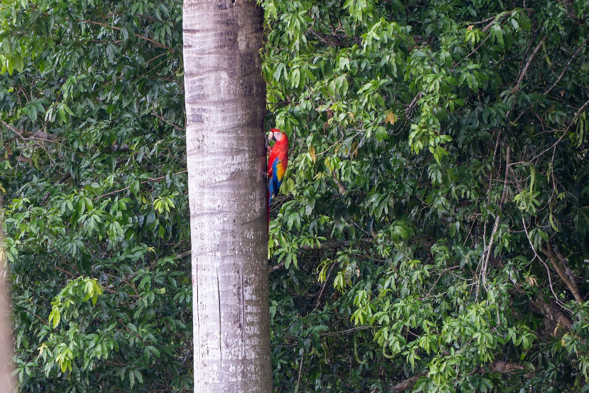 Scarlet Macaw - ML619253482