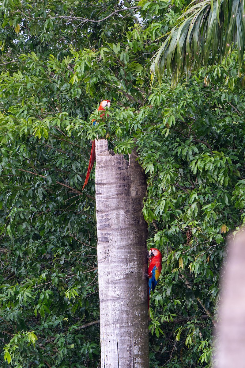 Scarlet Macaw - ML619253483
