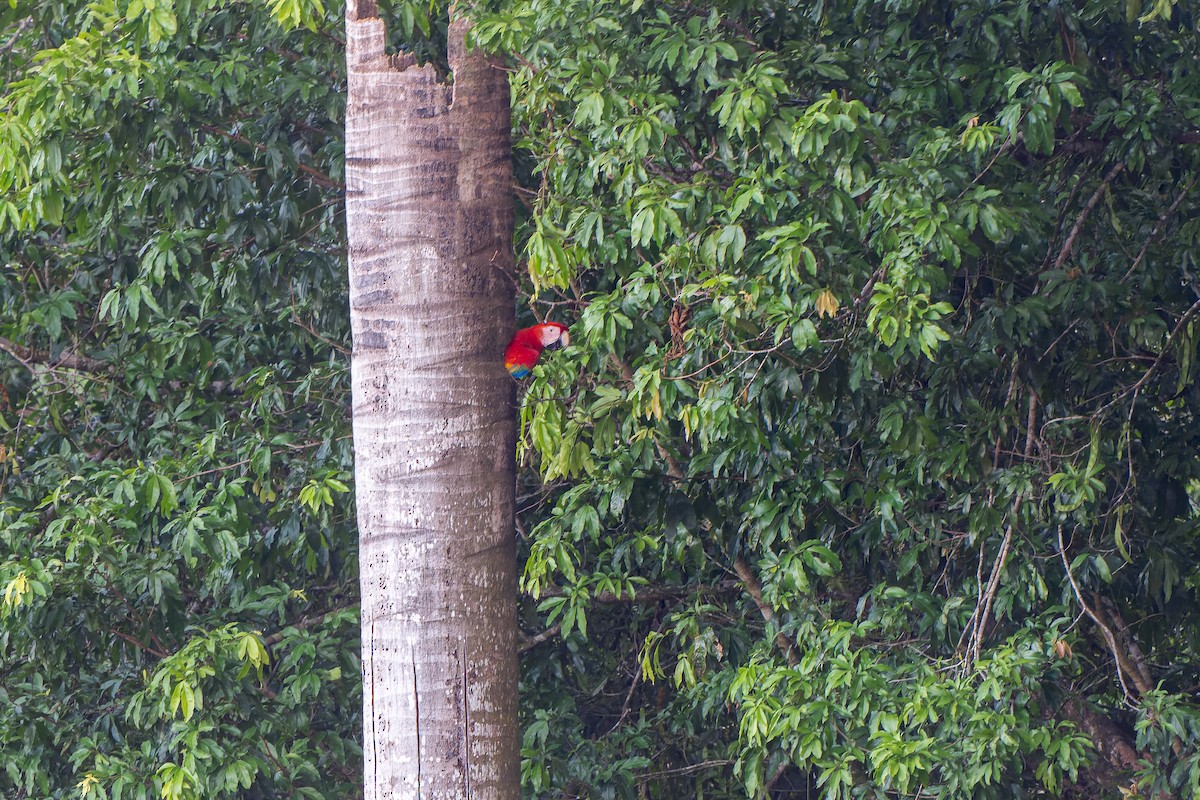 Scarlet Macaw - ML619253484