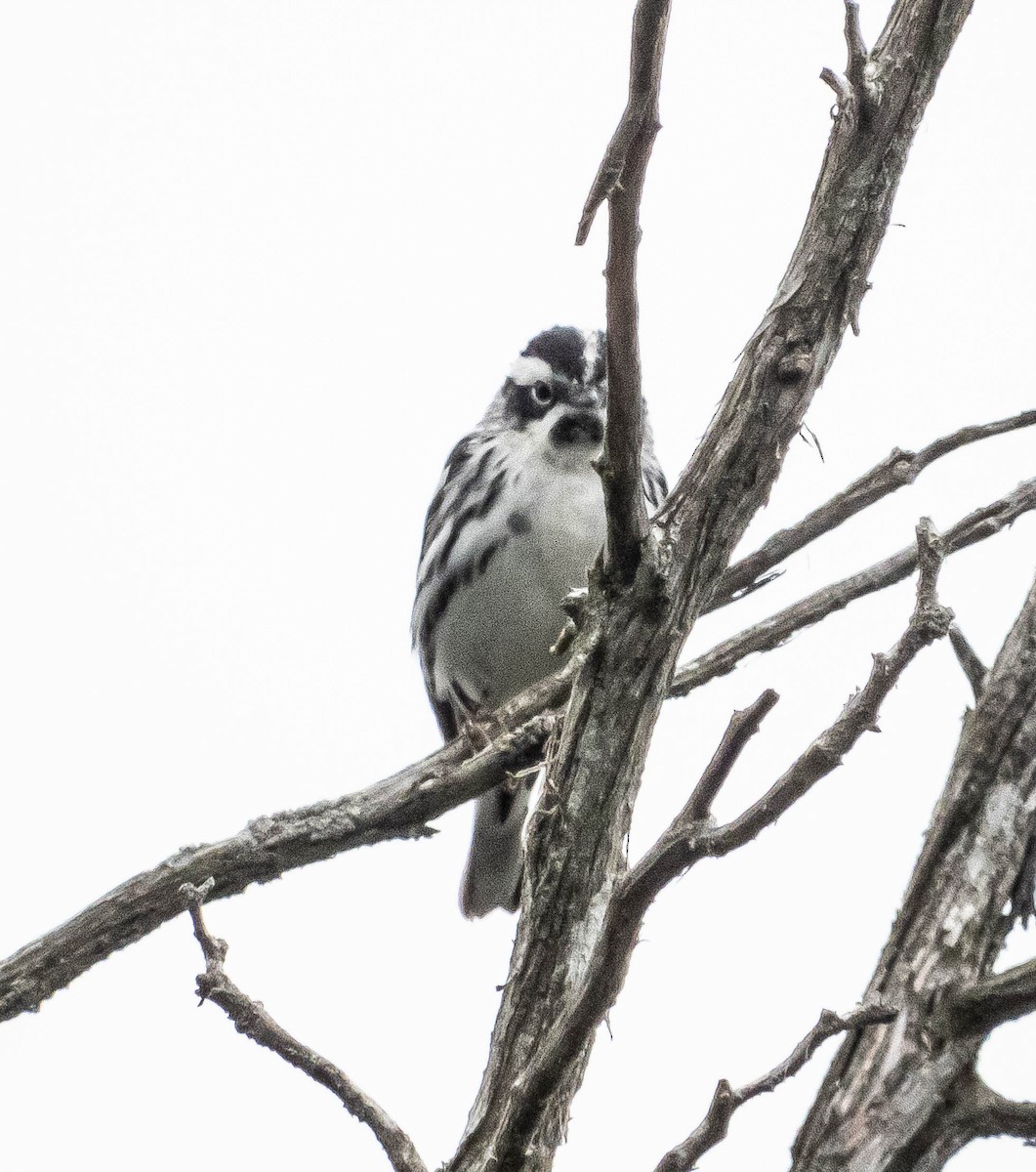 Black-and-white Warbler - ML619253487